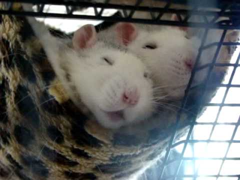 Pet rats - why it's important to have two or more