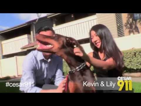 Cesar 911 - 