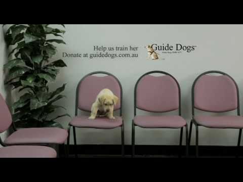 Guide Dogs Interviews - 60s TVC