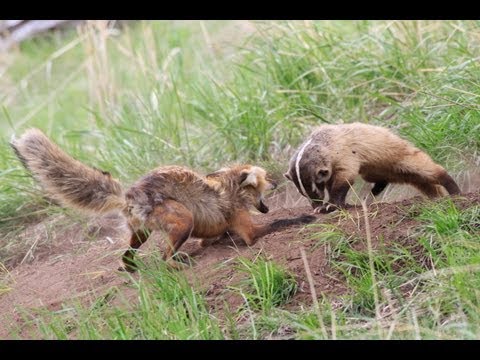 A fearful fight. Red Fox vs Badger in Yellowstone. 子狐の巣穴を守る母狐とアナグマの戦い。イエローストン。