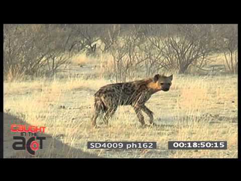 CAUGHT IN THE ACT: Spotted Hyena and Honey Badger encounter