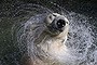 27 year old white polar bear Uslada shakes off water in her pool at the Leningrad Zoo in St. Petersburg, April 24, 2014.   REUTERS/Alexander Demianchuk (RUSSIA - Tags: ANIMALS TPX IMAGES OF THE DAY)