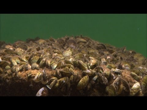 Minnesota Waters At Risk  - Aquatic Invasive Species