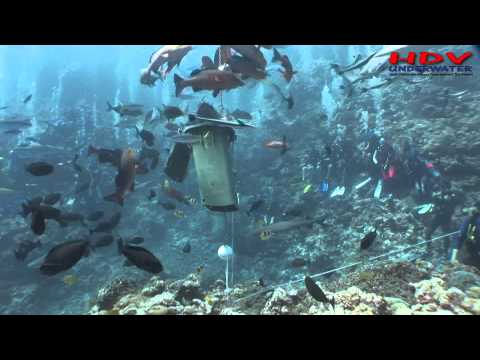 Shark Feeding | Coral Sea Cairns Australia