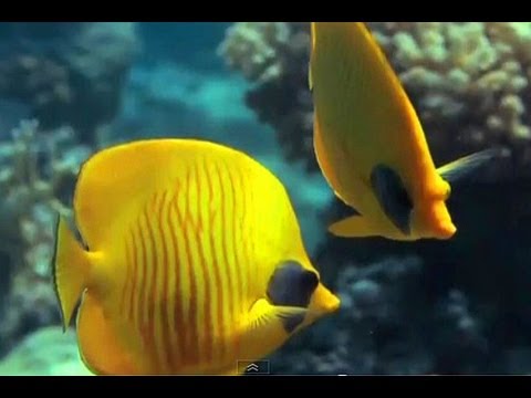 Red Sea Resort of Sharm El Sheikh, Sharm El Sheikh (Egypt) - Travel Guide