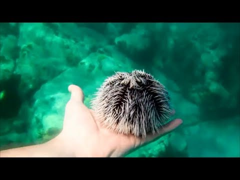 Snorkeling at Limetree Beach, St. Thomas, US Virgin Islands - Brittle Star, Sea Urchins, & Coral!