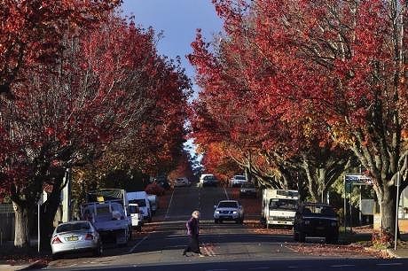 Brilliant orange leaves change colour in Wentworth St, Blackheath in the Blue Mountains.