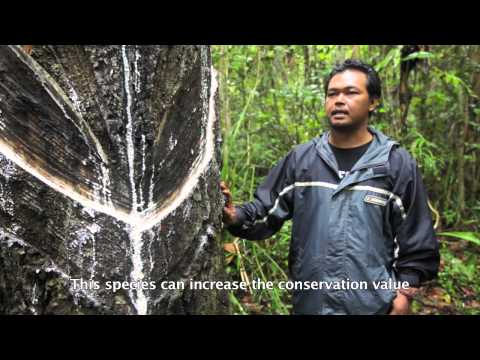 Non-timber Forest Product, Indonesia Hidden Economy