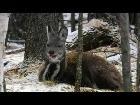 Siberia - Wild Russia GEO CHANNEL