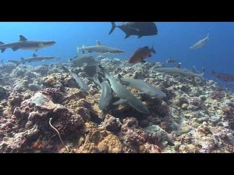 Million-Dollar Reef Sharks | Pew