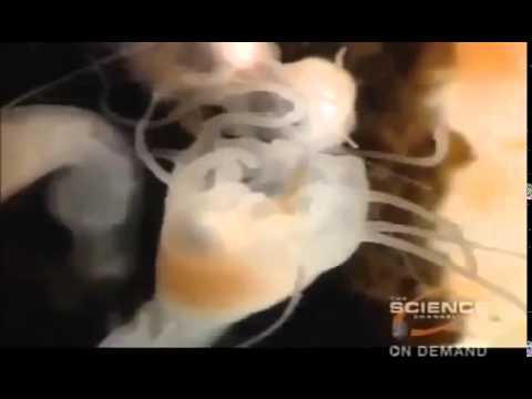 Vicious Beauties - The Secret World Of The Jelly Fish ǀFull Documentary, HDǀ