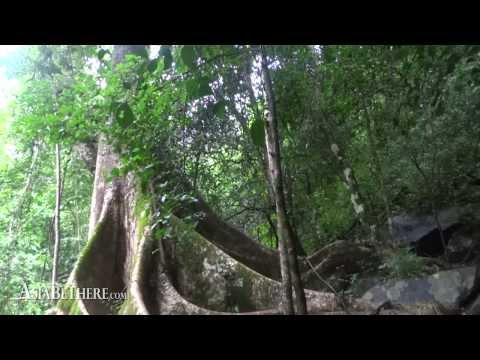 Huge Tree Roots in Palau Waterfall, Kaeng Krachan National Park