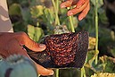 Afghanistan seeing bumper crop in Opium (Thumbnail)