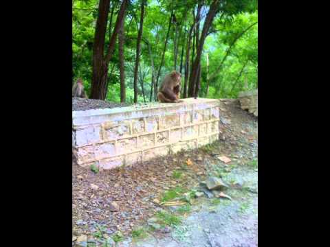 galiyat , muree , nathiagali , abbottabad.wmv