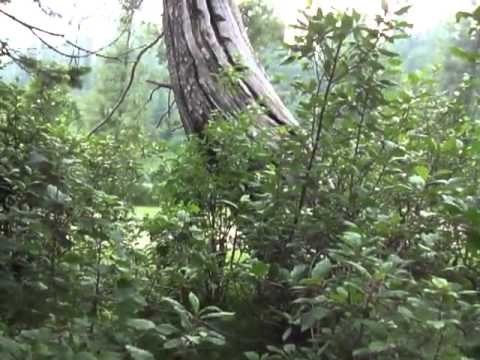 Trekking in Thandiani, Abbottabad