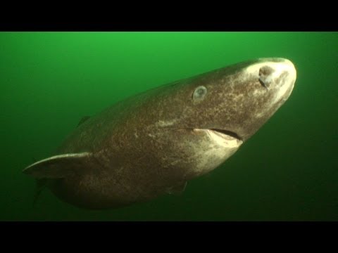 Jonathan Bird's Blue World: Greenland Sharks