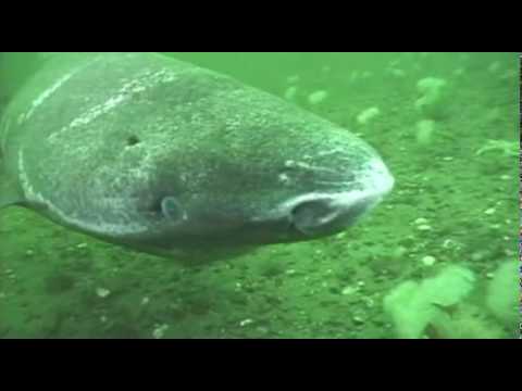 Greenland shark in the St. Lawrence Estuary