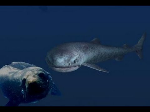 The Mighty and Mysterious Greenland Shark