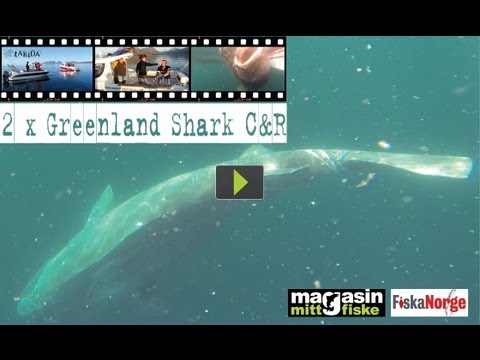 Scandinavian Big Game Fishing - 2 x Greenland Shark C&R (992+2165 lbs!)