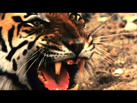 World's Deadliest - Tiger vs. Monkeys