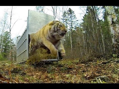 Incredibly Rare Siberian Tiger Release