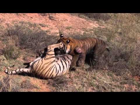 Tiger Fight - Extremely Intense [HD]