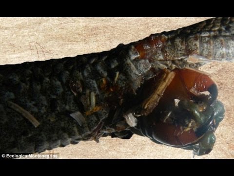 Centipede Eats Its Way Out Of Snake's Stomach