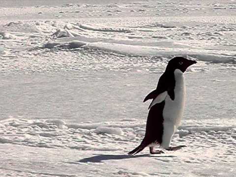 Curious Adelie Penguins, McMurdo Sound, Antarctica (2008)