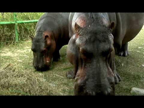 Pablo Escobar's Hippos