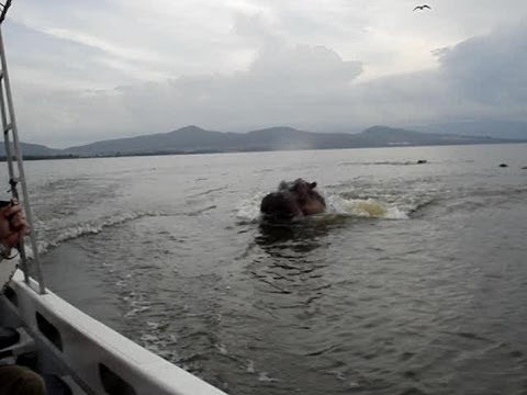 Hippo Chases Boat! Crazy!