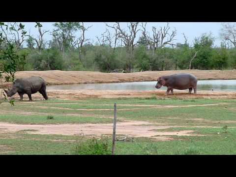 Rhino vs Hippo