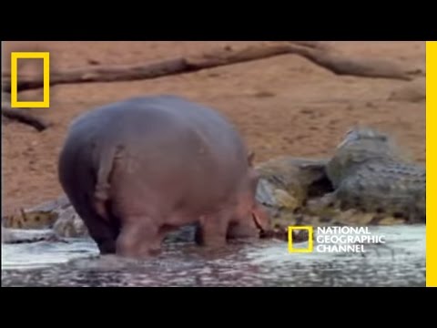 Harmonious Hippos and Crocs