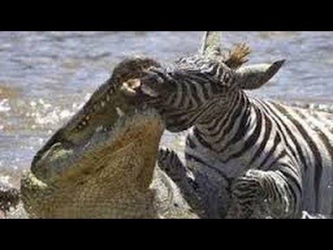 Hippos save a zebra after crocodile attack (full movie) - Must See