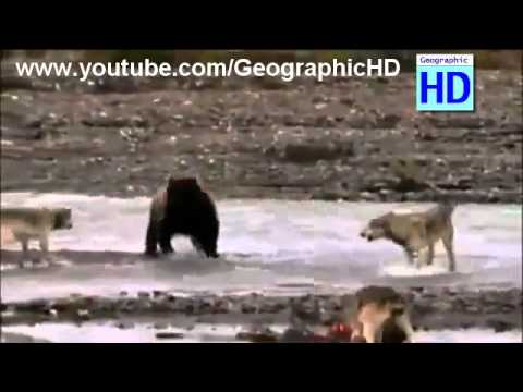 Fight of Animals: (hippos vs crocodile, wolves vs bear, lion vs crocodile) strong moments