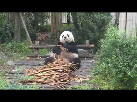 Chengdu Panda Breeding and Research Center - Part One