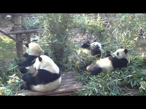 Lovely Pandas in Chengdu Panda Breeding and Research Center