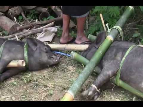 Rambu Solo (Funeral Ceremony) - Tana Toraja  - Toraja Culture  - Indonesia Travel Guide (Tourism)