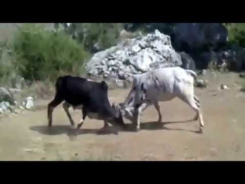 Mera Bala (Abbottabad) Bulls Fight_ Sohna Dais Hazara