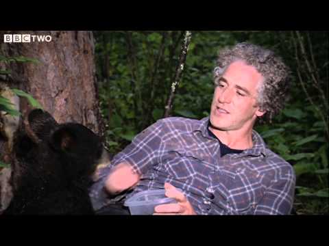 Gordon Buchanan Helps Abandoned Bear Cub - The Bear Family and Me - BBC Two