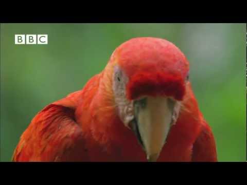 Scarlet Macaws take their medicine. Earthflight (Winged Planet) Narrator David Tennant)