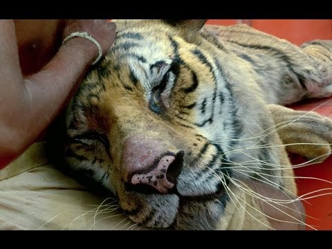 Life of Pi - Official Trailer (HD)