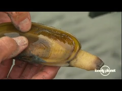 Alaska's crazy clam harvest - Lonely Planet travel video