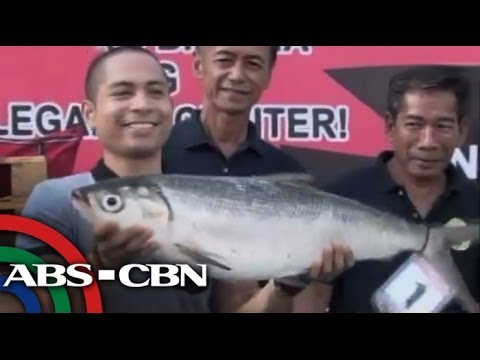 'Bangus Rodeo' held in Dagupan