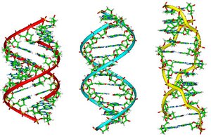 A-B-Z-DNA Side View