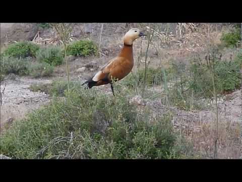 KoPro(Skila) Ruddy Shelduck - Lesvos