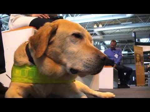 Meet Delphie the Guide Dog!