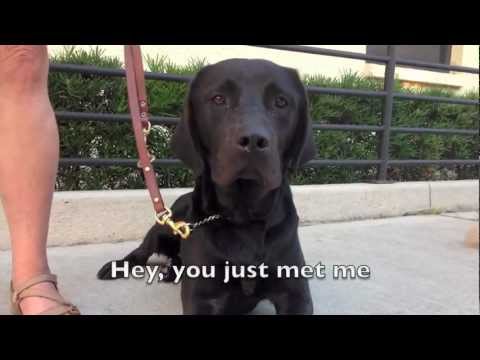 Trust Me Baby - Guide Dog Parody of 