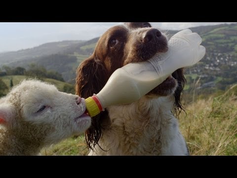 Traits of a Guide Dog - The Secret Life of the Dog - Horizon - BBC