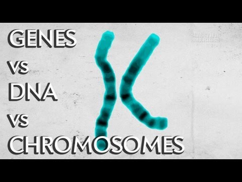 Genes vs. DNA vs. Chromosomes - Instant Egghead