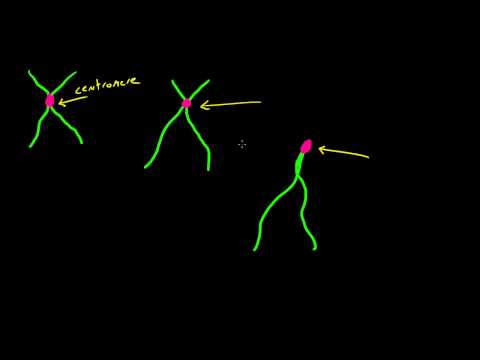 Biology Lecture - 48 - What is a Chromosome?